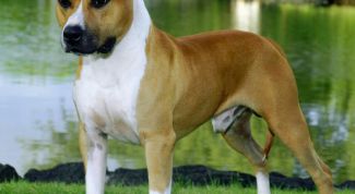 Картинка по теме - как дрессировать стаффорда