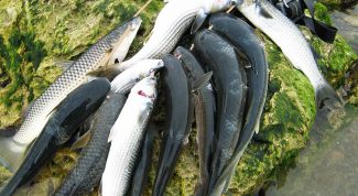 Картинка по теме - как ловить пеленгаса