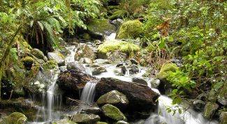 Картинка по теме - как выжить на природе