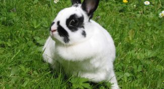 Картинка по теме - как поймать кролика