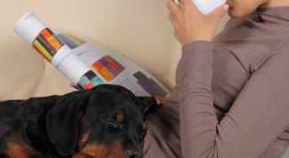 Картинка по теме - как воспитывать ротвейлера