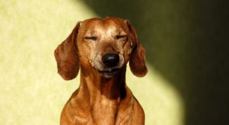 Картинка по теме - как мыть таксу