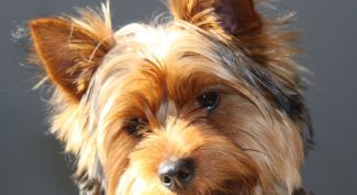 Картинка по теме - как стричь когти йорку