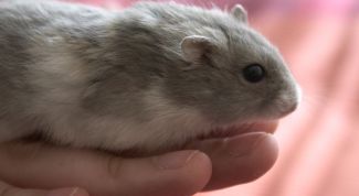 Картинка по теме - как научить хомяка бегать в колесе