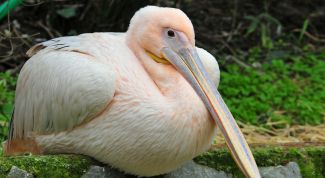 Картинка по теме - как сделать свой зоопарк