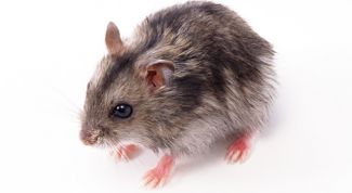 Картинка по теме - как кормить джунгарских хомяков