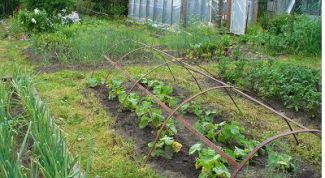 Картинка по теме - как разбить огород