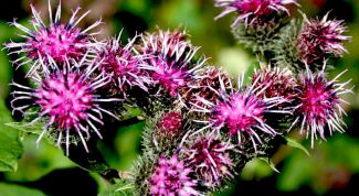 Картинка по теме - как делать маски из репейного масла