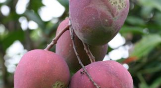 Картинка по теме - как употреблять манго