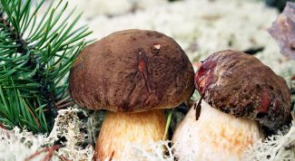 Картинка по теме - как заработать на грибах