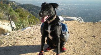 Картинка по теме - как сшить обувь для собак