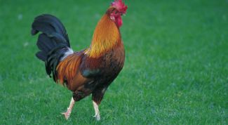 Картинка по теме - как кормить петуха