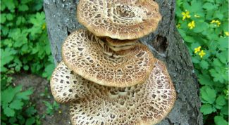 Картинка по теме - как настаивать чагу