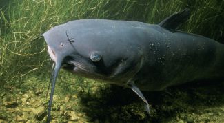 Картинка по теме - как ловить сома зимой