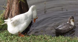 Картинка по теме - как отличить утку от гуся