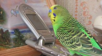 Картинка по теме - как подключить услугу 