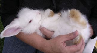 Картинка по теме - как мыть декоративных кроликов