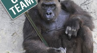 Картинка по теме - как назвать команду в игре