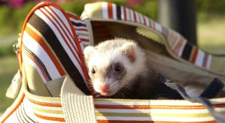 Картинка по теме - как играть с хорьком