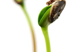 Картинка по теме - как вырастить растения из семян