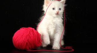 Картинка по теме - как вырастить питомца