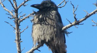 Картинка по теме - как отпугнуть ворону