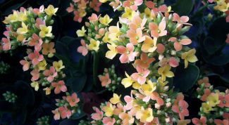 Картинка по теме - как пересадить каланхоэ