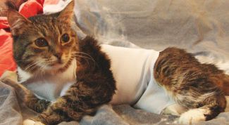 Картинка по теме - как сшить попону для кошки