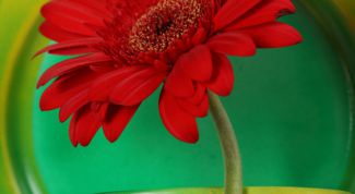 Картинка по теме - как оформить горшок для цветка