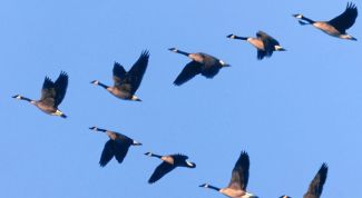 Картинка по теме - как найти силы сопротивления воздуха