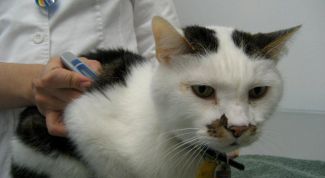 Картинка по теме - как измерить температуру у котов