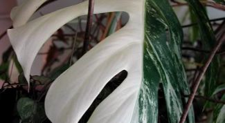 Картинка по теме - как рассаживать монстеру