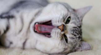 Картинка по теме - как вызвать рвоту у кошки