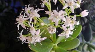 Картинка по теме - как посадить денежное дерево