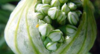 Картинка по теме - как посадить лук