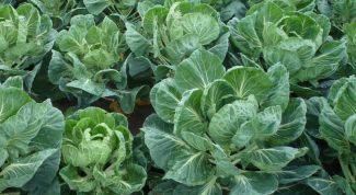 Картинка по теме - как выращивать капусту из рассады