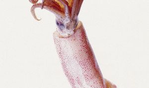 Картинка по теме - как отварить кальмаров