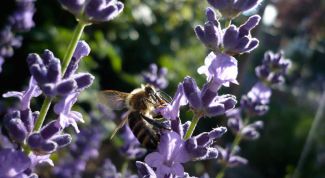 Картинка по теме - как выращивать лаванду