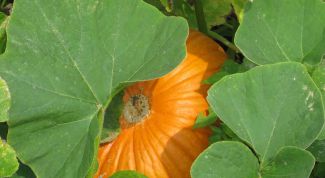 Картинка по теме - как вырастить тыкву