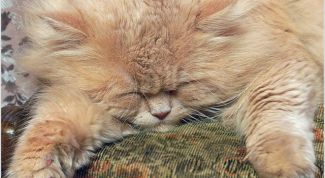 Картинка по теме - как определить возраст котенка