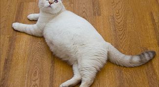 Картинка по теме - как определить беременность у кошки