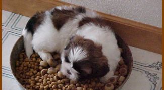 Картинка по теме - как перевести собаку на корм