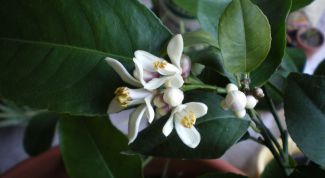 Картинка по теме - как скрестить лимон