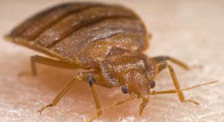 Картинка по теме - как избавиться от домашних паразитов