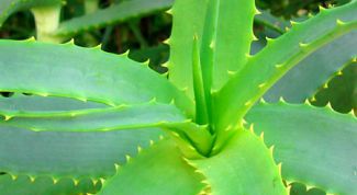 Картинка по теме - как принимать алоэ