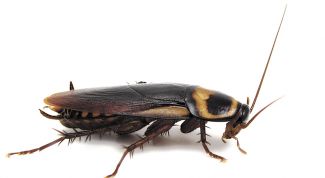 Картинка по теме - как избавиться от насекомых в доме 