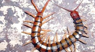 Картинка по теме - как избавиться от сороконожек