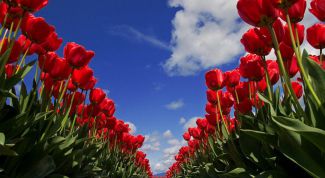 Картинка по теме - как посадить луковицы тюльпанов