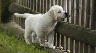 Картинка по теме - как найти пропавших собак