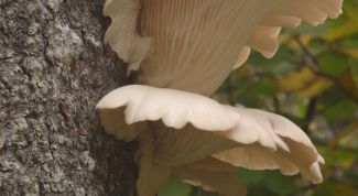 Картинка по теме - как выращивать грибы вешенки